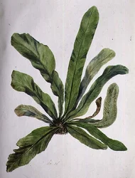 Aspidistra